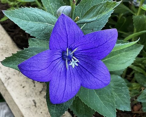 Platycodon grandiflorus 'Astra Blue', It is commonly known as balloon flower (referring to the balloon-shaped flower buds) Bought a batch 7 years ago and they are coming back ever since.  Chinese bellflower,Geotagged,Germany,Platycodon grandiflorus,Summer