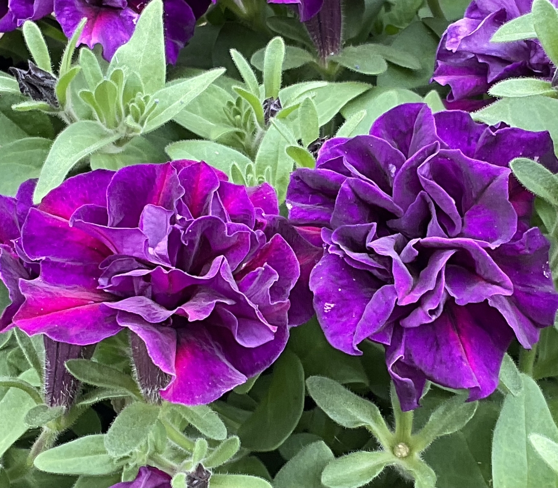 Petunia 'Blue Velvet' is a double petaled petunia Smashing color and texture  Geotagged,Germany,Petunia &times; atkinsiana