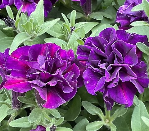 Petunia 'Blue Velvet' is a double petaled petunia Smashing color and texture  Geotagged,Germany,Petunia × atkinsiana
