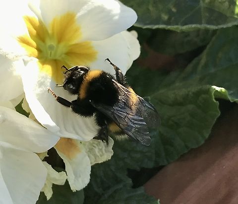 Bombus terrestris, the buff-tailed bumblebee feeding on &sbquo;Primula acaulis&lsquo; a primrose in February Quite early, February 16th, in the year for a visit by a Queen Bumblebee! It was nice to see! 
https://www.jungledragon.com/image/141788/primula_acaulis_primrose.html Bombus terrestris,Buff-tailed bumblebee,Geotagged,Germany,Winter