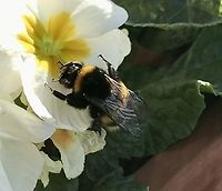 Bombus terrestris, the buff-tailed bumblebee feeding on ‚Primula acaulis‘ a primrose in February Quite early, February 16th, in the year for a visit by a Queen Bumblebee! It was nice to see! <br />
https://www.jungledragon.com/image/141788/primula_acaulis_primrose.html Bombus terrestris,Buff-tailed bumblebee,Geotagged,Germany,Winter