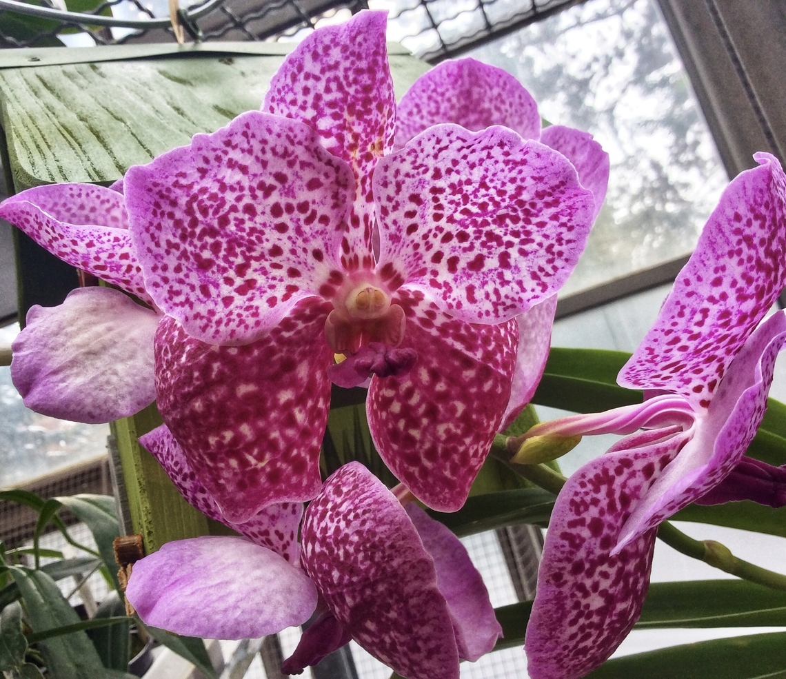 Orchid Vanda Somsri Velvet "Jed Kao" Picture taken during visit of exhibition at the Palmengarten, Frankfurt in March 2018. An annual event we are attending Blue vanda,Frankfurt,Geotagged,Germany,Palmengarten,Vanda,Vanda coerulea,Winter