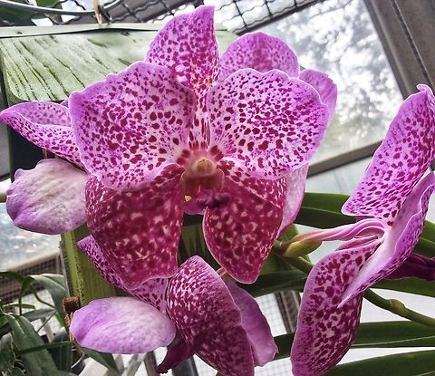 Orchid Vanda Somsri Velvet "Jed Kao" Picture taken during visit of exhibition at the Palmengarten, Frankfurt in March 2018. An annual event we are attending Blue vanda,Frankfurt,Geotagged,Germany,Palmengarten,Vanda,Vanda coerulea,Winter