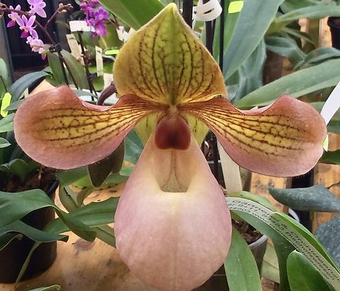 Paphiopedilum,  Paph. Hung Sheng Pink Very unusual, nice soft colours and a striking staminode. Picture from Exhibition in Palmengarten Frankfurt, Germany March 2018 Geotagged,Germany,Paphiopedilum micranthum,Silver slipper orchid,Winter
