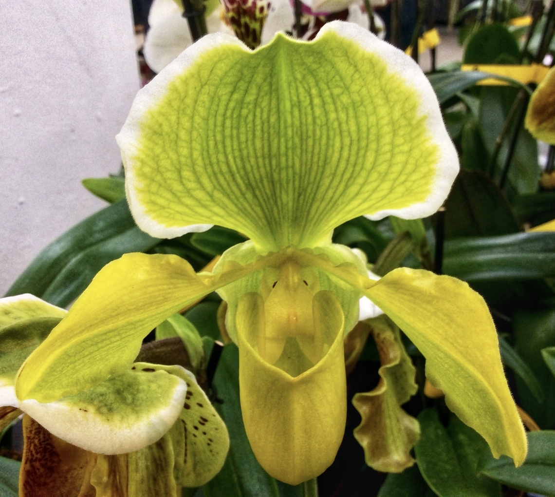 Paphiopedilum insigne, [Lindley]Pfitz 1888, fma. sanderae Sepals is light green. Petals and lip are yellowish green. Picture taken at exhibition in Palmengarten Frankfurt, March 2017<br />
 Geotagged,Germany,Paphiopedilum insigne,Winter