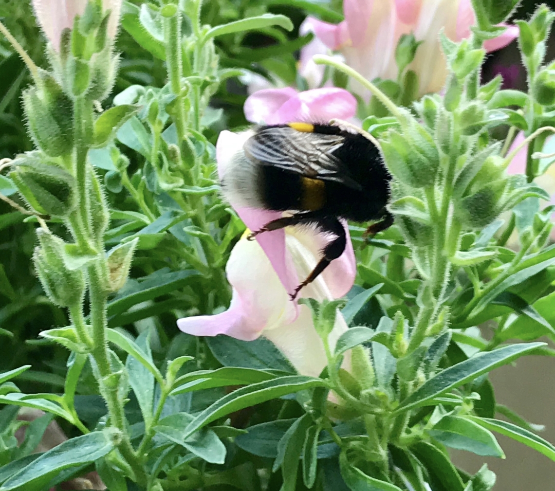 Bombus terrestris, buff-tailed bumblebee Feeding on a Snapdragon, July 2019 <section class="video"><iframe width="448" height="282" src="https://www.youtube-nocookie.com/embed/hEzSvsTr0R4?hd=1&autoplay=0&rel=0" frameborder="0" allowfullscreen></iframe></section> Bombus terrestris,Geotagged,Germany,Summer