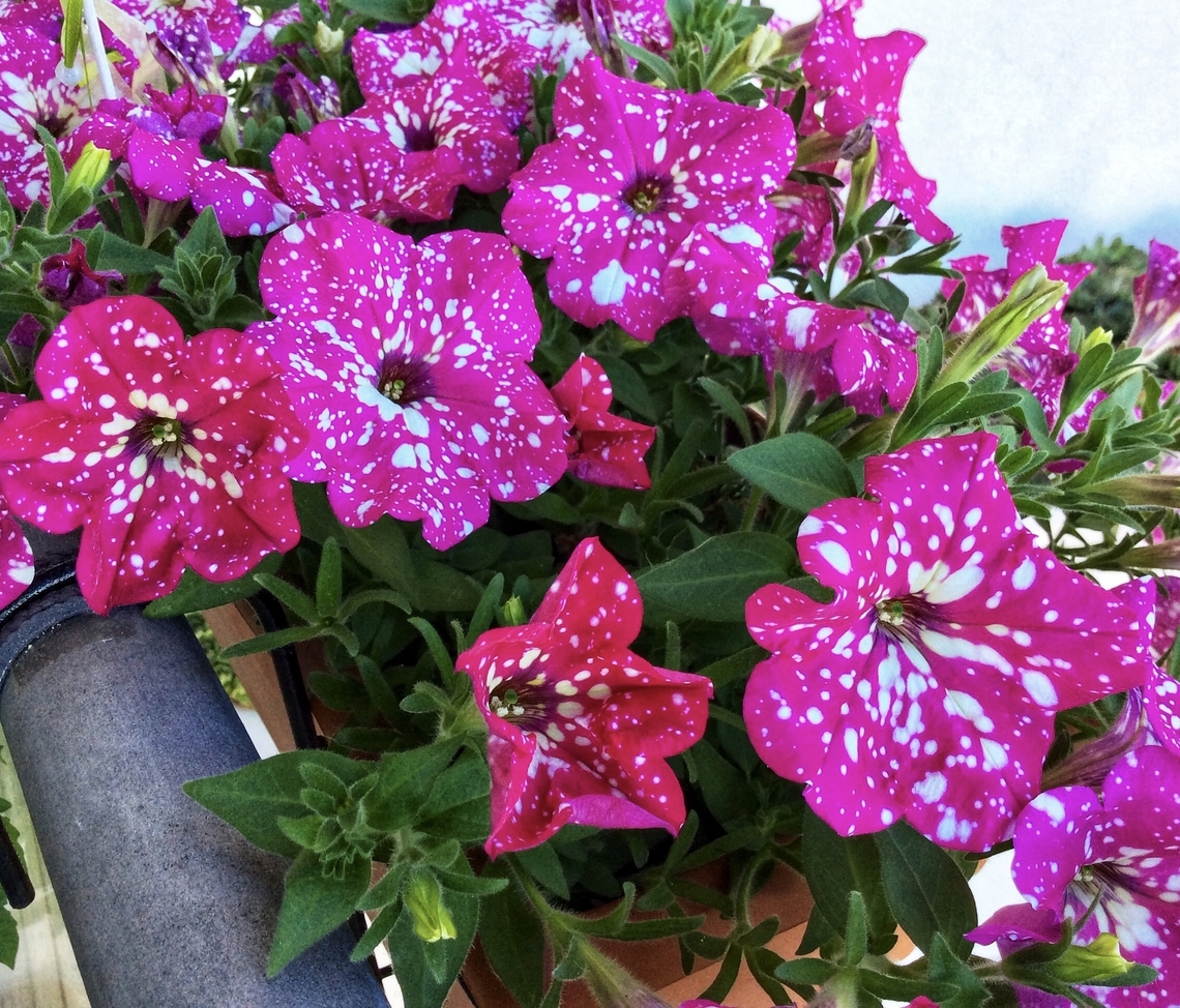 Petunia x hybrida, &bdquo;Babydoll&ldquo; a spectacular new breed from 2018 Bought it on the Plant Market in the Freilicht Museum Hessenpark Geotagged,Germany,Petunia &times; atkinsiana,Spring