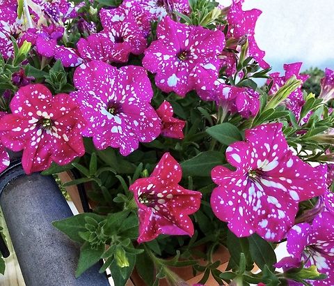 Petunia x hybrida, „Babydoll“ a spectacular new breed from 2018 Bought it on the Plant Market in the Freilicht Museum Hessenpark Geotagged,Germany,Petunia × atkinsiana,Spring