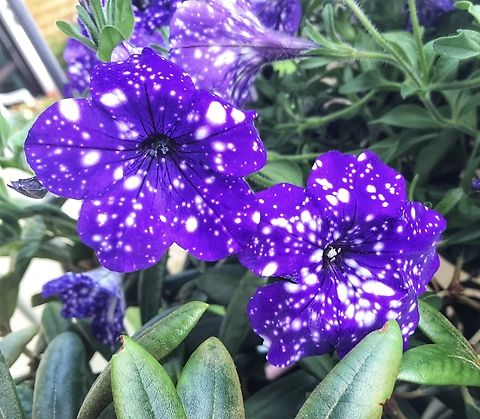 Petunia x hybrida, „Night Sky“ A very pretty breed that enjoyed me in 2021 Geotagged,Germany,Petunia × atkinsiana,Summer