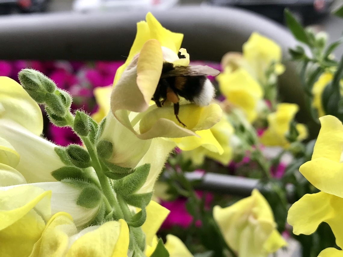 Bombus terrestris, buff-tailed bumblebee, harvesting from Snapdragons, June 2019 Funny to see how that the Bumblebee tries to gain access to the blossom. Since she is small and the blossoms are big and tight she flips over on her back to crawl inside.<br />
<br />
<section class="video"><iframe width="448" height="282" src="https://www.youtube-nocookie.com/embed/W-axZ_ASdF8?hd=1&autoplay=0&rel=0" frameborder="0" allowfullscreen></iframe></section> Bombus terrestris,Geotagged,Germany,Spring