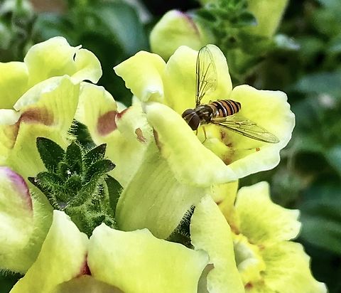 Episyrphus balteatus, marmalade hoverfly searching for pollen and nectar on a Drongonfly. Fast and precise movements are typical for this small species. Fun to see them standing in the air like a hummingbird. Pic from July 2018 Episyrphus balteatus,Geotagged,Germany,Marmalade Hover Fly,Summer