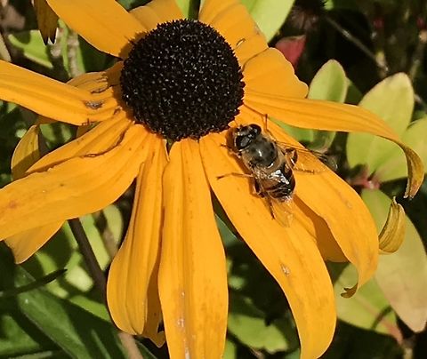 Eristalis arbustorum, the European drone fly searching for nectar and pollen on ‚Rudbeckia hirta‘, commonly called black-eyed Susan Took the pic during my summer holiday in Schönberger Strand, Ostsee 2018 in the garden of the house I rented. Eristalis arbustorum,European Drone Fly,Geotagged,Germany
