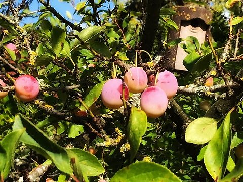 Mirabelle plum (Prunus domestica subsp. syriaca) ripe and ready to be eaten they were! Pictured these delicious small plums, called Mirabells, during my summer stay at the East Sea of Germany in 2018.
Sad that these very common fruits in my childhood days seem to be rare lately. Geotagged,Germany,Mirabelle plum,Prunus domestica subsp. syriaca,Summer