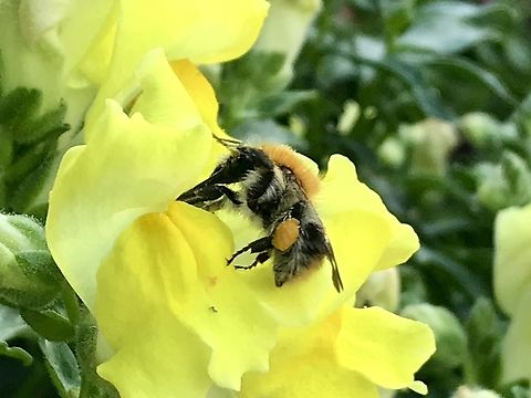 European honey bee (Apis mellifera) feeding on a Snapdragon This very busy bee already collected lots of pollen positioned on her back leg. From diving into the Snapdragons her back is covert with Pollen as well.  Apis mellifera,Geotagged,Germany,Summer,Western honey bee