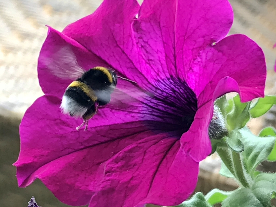 Bombus terrestris, the buff-tailed bumblebee on the move No this is not a wormhole, allowing to travel to far away stars, is is just a petunia. Bombus terrestris,Buff-tailed Bumblebee,Geotagged,Germany,Spring