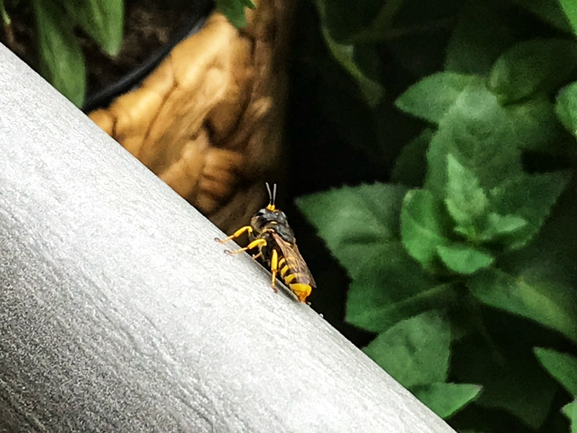 Ectemnius cavifrons’ is a digger wasp of the Crabronidae family. It was fun to watch this little wasp on my loggia, because it moved jerkily, always offset by 90 degrees, to probe the area.<br />
<section class="video"><iframe width="448" height="282" src="https://www.youtube-nocookie.com/embed/JR9ecDK3Oiw?hd=1&autoplay=0&rel=0" frameborder="0" allowfullscreen></iframe></section> Ectemnius cavifrons,Geotagged,Germany,Spring