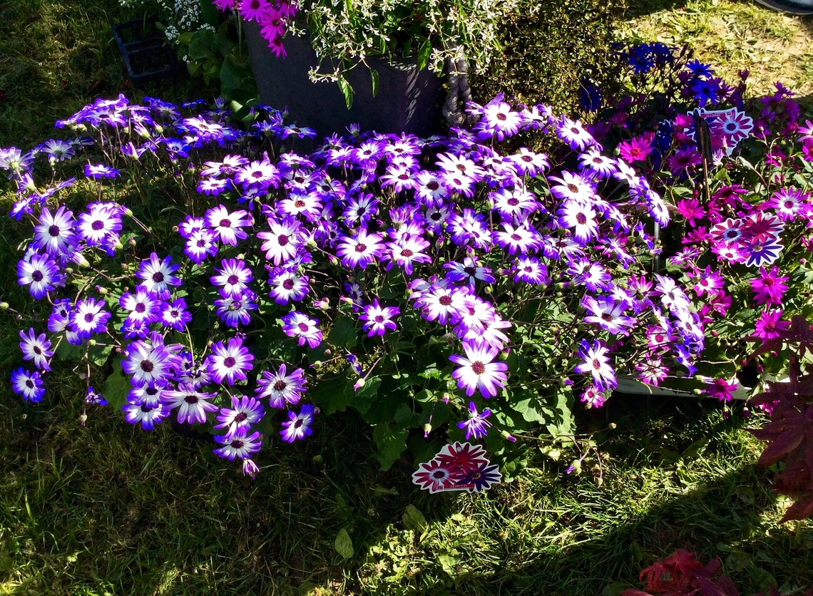 'Pericallis cruenta&rsquo; hybride, garden cineraria Took the picture of this colorful beauty during the plant market exhibition in May at the Freilichtmuseum Hessenpark in Neu.Anspach, Germany<br />
<br />
&bdquo;The species probably originates from a cross between Pericallis cruenta (Masson ex L'H&eacute;r.) Webb and Pericallis lanata (L'H&eacute;r.) B.Nord., both of which occur in forests in the western Canary Islands.  This hybrid probably originated in culture.&rdquo; Wikipedia Geotagged,Germany,Pericallis cruenta,Spring