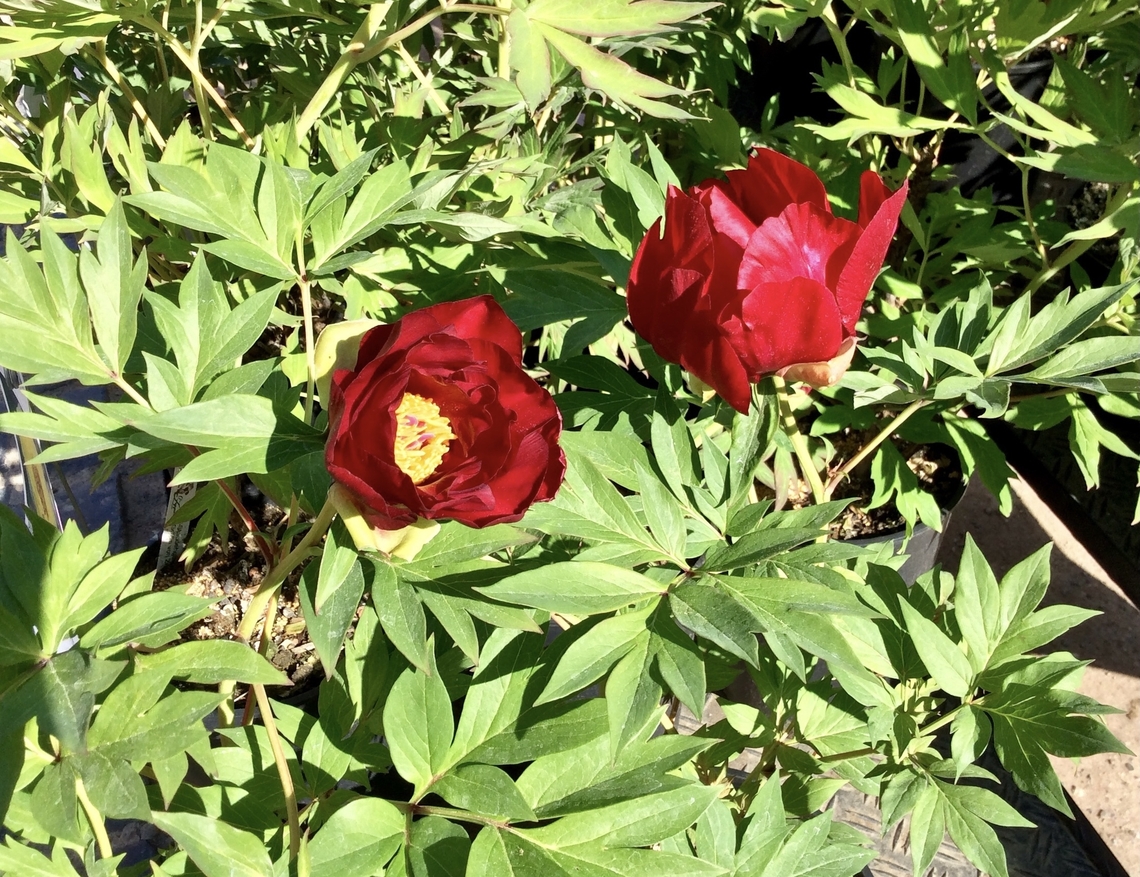 Paeonia × suffruticosa Took the picture during the plant market in the Freilichtmuseum Hessenpark in May 2018.<br />
Intersectional hybrid of Paeonia, variety name: &quot;Scarlet Heaven&quot;, Flower color red.<br />
In Germany this family of plants is called Pentecost Roses because they bloom at Pentecost. Geotagged,Germany,Paeonia × suffruticosa,Spring