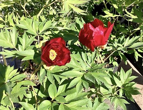 Paeonia × suffruticosa Took the picture during the plant market in the Freilichtmuseum Hessenpark in May 2018.
Intersectional hybrid of Paeonia, variety name: "Scarlet Heaven", Flower color red.
In Germany this family of plants is called Pentecost Roses because they bloom at Pentecost. Geotagged,Germany,Paeonia × suffruticosa,Spring