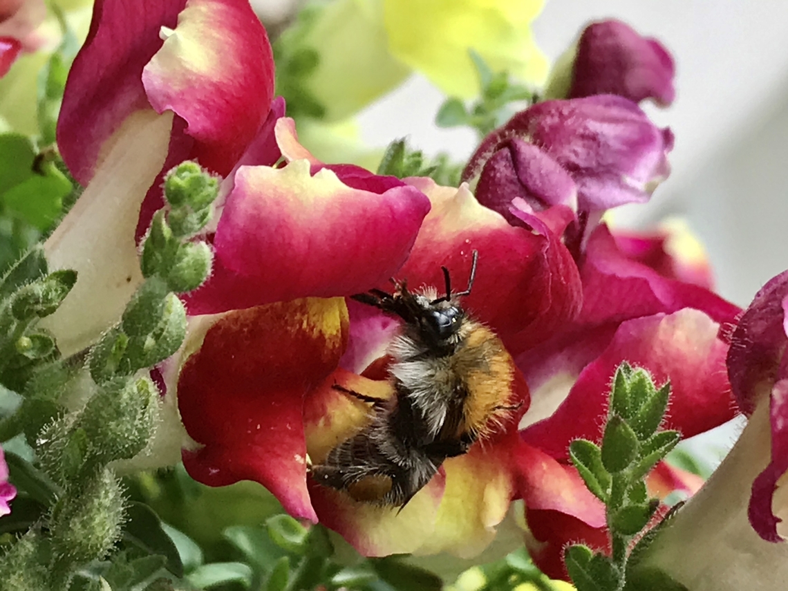 Bombus pascuorum, the common carder bee This hairy beauty comes with some distinctive attributes. On the back thorax it has a broad, yellowish-brown stripe. Their long head is also a good feature to distinguish them from other bumblebees. Bombus pascuorum,Bombus ruderatus,Common Carder Bee,Geotagged,Germany,Summer