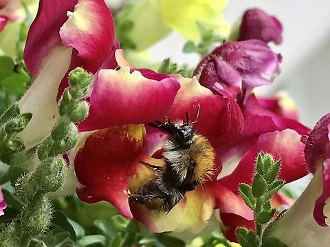 Bombus pascuorum, the common carder bee This hairy beauty comes with some distinctive attributes. On the back thorax it has a broad, yellowish-brown stripe. Their long head is also a good feature to distinguish them from other bumblebees. Bombus pascuorum,Bombus ruderatus,Common Carder Bee,Geotagged,Germany,Summer