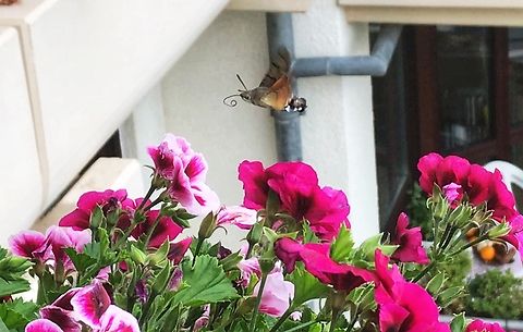 &sbquo;Macroglossum stellatarum&lsquo; hummingbird hawk-moth A super fast moth with a very long proboscis. Hard to capture! 
Picture and video from September 24th, 2018
https://youtu.be/sG00BfXLciU Fall,Geotagged,Germany,Hummingbird hawk-moth,Macroglossum stellatarum