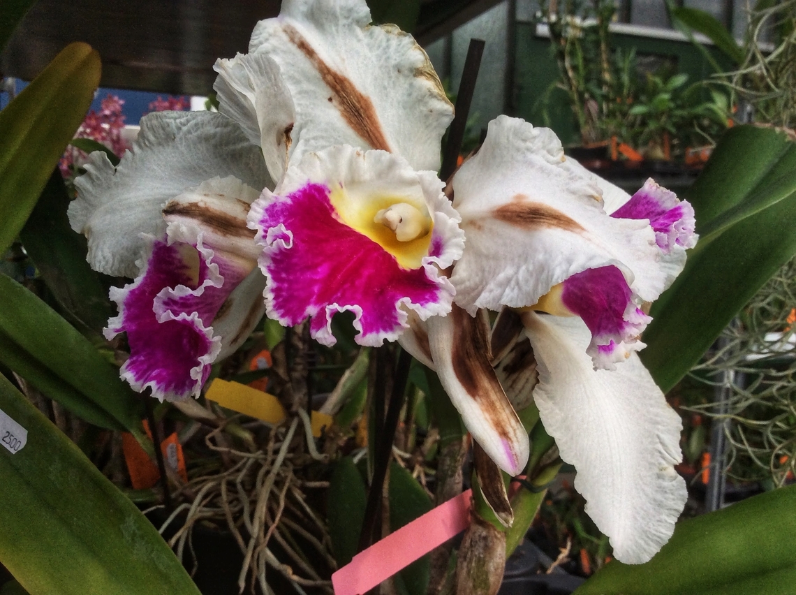 Cattleya rex , Photographed this eye candy on March 2016 during an exhibition in the Palmengarten in Frankfurt. Cattleya rex,Geotagged,Germany,Ipad_23_2_15,Winter