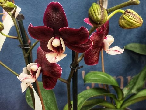 Phalaenopsis Kaoda Twinkle ‚Choclate Drop‘ Orchid Hybrid: Phalaenopsis Kaoda Twinkle   (pic from exhibition Palmengarten In Frankfurt March 2016)
(This name is currently accepted by the RHS.)

International Orchid Register - RHS - Royal Horticultural Society https://apps.rhs.org.uk › orchidreg...

Phalaenopsis Kaoda Twinkle is an orchid hybrid originated by Kaoda Orchid in 2011. It is a cross of Phal. schilleriana x Phal. Malvarosa Valentine Pearl.
Genus Phalaenopsis (Phal.)
Grex Kaoda Twinkle 
Parents Phal. schilleriana x Phal. Malvarosa Valentine Pearl Geotagged,Germany,Winter