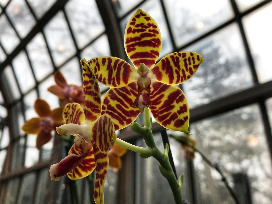 Phalaenopsis amboinensis × Phalaenopsis mannii (Mambo) „Orchid Hybrid: Phalaenopsis Mambo<br />
(This name is currently accepted by the RHS.)<br />
Phalaenopsis Mambo is an orchid hybrid originated by Fredk.L.Thornton in 1965. It is a cross of Phal. amboinensis x Phal. manii. It is considered a "primary hybrid" because it is a cross between two species.“ <br />
<a href="https://www.orchids.org/grexes/phalaenopsis-mambo" rel="nofollow">https://www.orchids.org/grexes/phalaenopsis-mambo</a> Geotagged,Germany,Phalaenopsis Mambo,Phalaenopsis amboinensis,Phalaenopsis amboinensis X,Winter