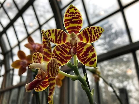 Phalaenopsis amboinensis × Phalaenopsis mannii (Mambo) „Orchid Hybrid: Phalaenopsis Mambo
 (This name is currently accepted by the RHS.)
Phalaenopsis Mambo is an orchid hybrid originated by Fredk.L.Thornton in 1965. It is a cross of Phal.  amboinensis x Phal.  manii.  It is considered a "primary hybrid" because it is a cross between two species.“ 
https://www.orchids.org/grexes/phalaenopsis-mambo Geotagged,Germany,Phalaenopsis Mambo,Phalaenopsis amboinensis,Phalaenopsis amboinensis X,Winter