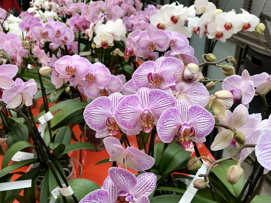 Orchid Hybrid: Phalaenopsis Sogo Beach „Phalaenopsis Sogo Beach (This name is currently accepted by the RHS.)<br />
Phalaenopsis Sogo Beach is an orchid hybrid originated by Sogo in 1999. It is a cross of Phal. Minho Princess x Phal. Leopard Prince.“ <a href="https://www.orchids.org/grexes/phalaenopsis-sogo-beach" rel="nofollow">https://www.orchids.org/grexes/phalaenopsis-sogo-beach</a><br />
Took the picture at exhibition in Frankfurt Palmengarten on March 2019 Geotagged,Germany,Winter