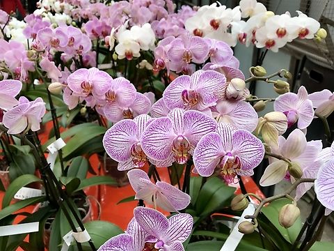 Orchid Hybrid: Phalaenopsis Sogo Beach „Phalaenopsis Sogo Beach  (This name is currently accepted by the RHS.)
Phalaenopsis Sogo Beach is an orchid hybrid originated by Sogo in 1999. It is a cross of Phal.  Minho Princess x Phal.  Leopard Prince.“ https://www.orchids.org/grexes/phalaenopsis-sogo-beach
Took the picture at exhibition in Frankfurt Palmengarten on March 2019 Geotagged,Germany,Winter