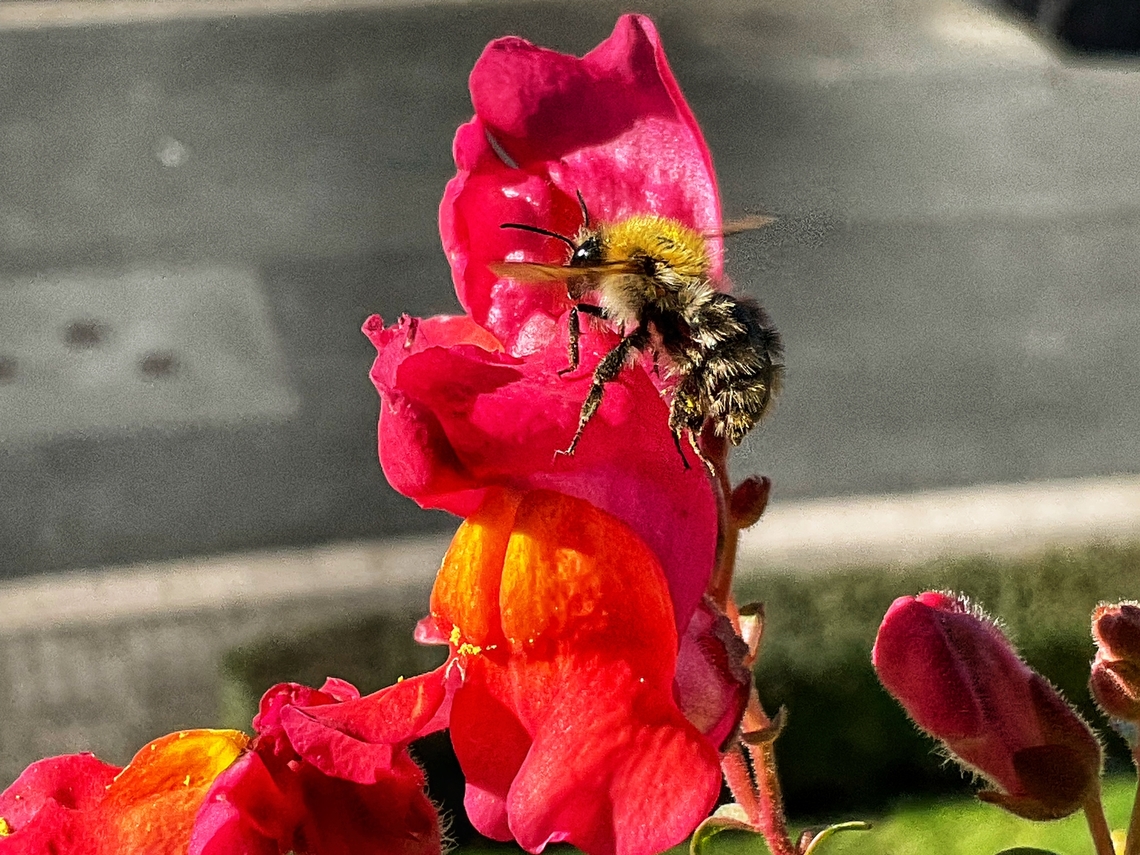 Bombus pascuorum', the common carder bee Caught today October 4th, 2022 on my loggia.<br />
<br />
"Now it's autumn and even when the sun is shining there are hardly any bumblebees on the remaining blossoms. The peoples of most species have already died; the young fertilized queens have retired to their winter quarters. The only bumblebee that is still relatively numerous is also our most common species: the field bumblebee (Bombus pascuorum). Due to its inconspicuous red-brown, beige and black hair and its slender body, it is often mistaken for a solitary wild bee instead of a bumblebee.” Imkerverein Dresden<br />
<section class="video"><iframe width="448" height="282" src="https://www.youtube-nocookie.com/embed/yrwMU5lV0iQ?hd=1&autoplay=0&rel=0" frameborder="0" allowfullscreen></iframe></section> Bombus pascuorum,Common Carder Bee,Fall,Geotagged,Germany