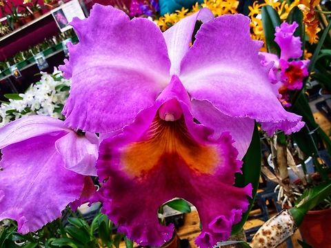 Rhyncholaeliocattleya ‚Pink Diamond‘ Rhyncholaeliocattleya Pink Diamond, S.Klindokmai 1982
(RHS registered) 
Rhyncholaeliocattleya Ewart McDonald × Cattleya Queen Sirikhit
https://www.orchidroots.com/detail/information/?pid=100062559&role;=

Picture from March 2017 at exhibition in the Palmengarten in Frankfurt Germany Geotagged,Germany,Rhyncholaeliocattleya Bryce Canyon × Rhyncholaeliocattleya Purple Ruby,Rhyncholaeliocattleya King of Taiwan,Winter