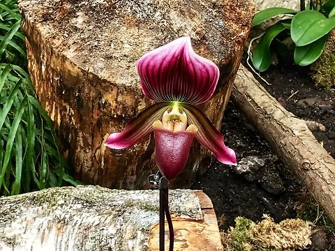 Paphiopedilum callosum Laotian type Picture from exhibition in the Palmengarten Frankfurt, March 2017
https://www.orchidweb.com/orchids/paphiopedilum/species/paph-callosum-laotian-type Geotagged,Germany,Paphiopedilum callosum,Winter