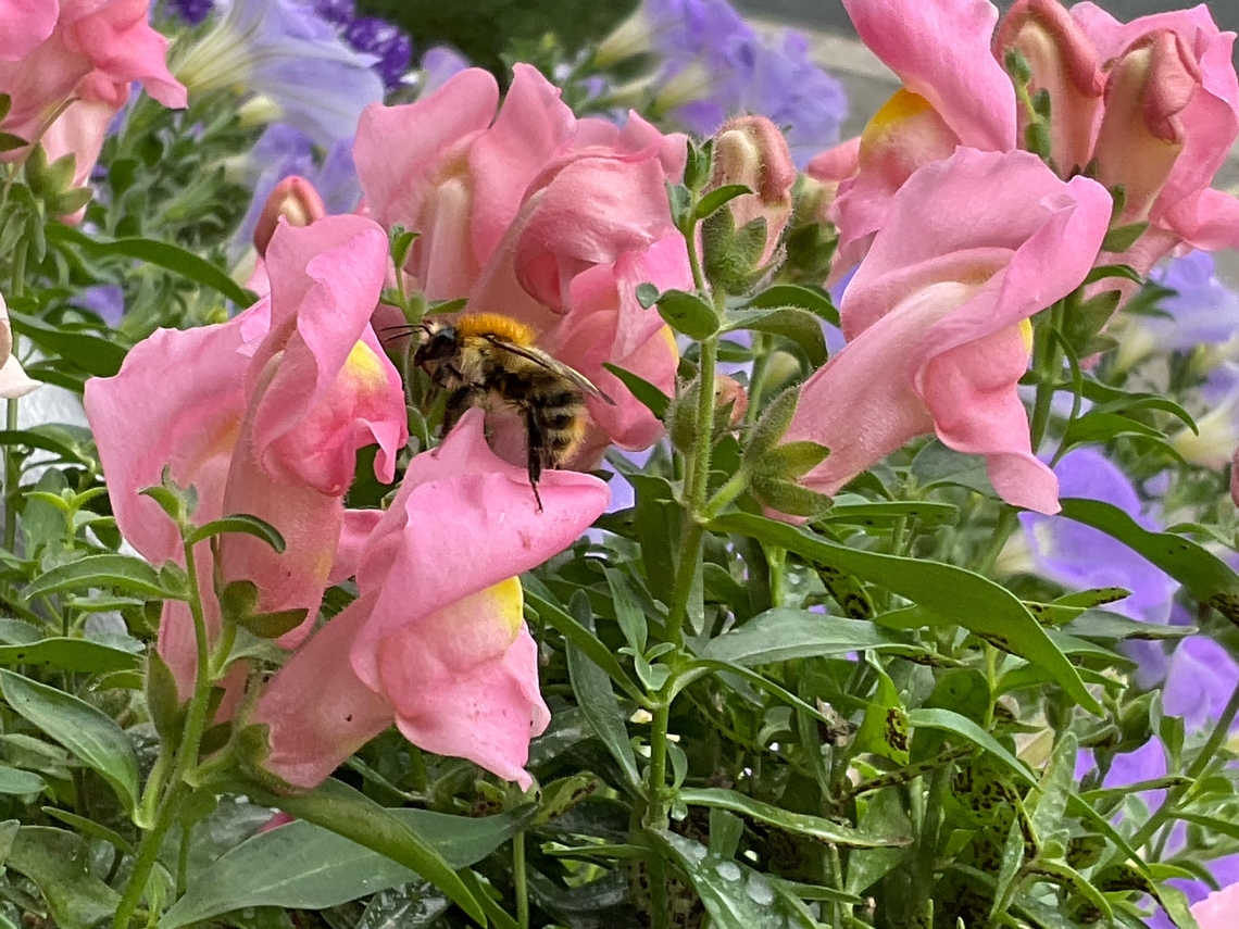 ''Bombus pascuorum'', the common carder bee <section class="video"><iframe width="448" height="282" src="https://www.youtube-nocookie.com/embed/aIrkg_qSVgs?hd=1&autoplay=0&rel=0" frameborder="0" allowfullscreen></iframe></section> Bombus pascuorum,Common Carder Bee,Fall,Geotagged,Germany