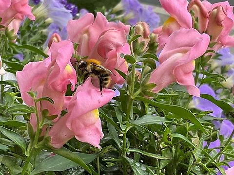 ''Bombus pascuorum'', the common carder bee https://youtu.be/aIrkg_qSVgs Bombus pascuorum,Common Carder Bee,Fall,Geotagged,Germany