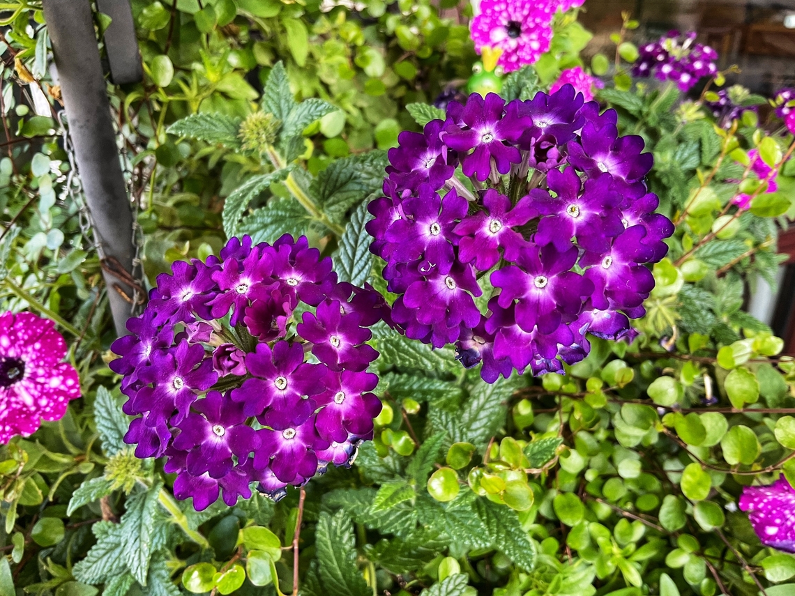 Verbena hybrida  Endothenia hebesana,Geotagged,Germany,Glandularia bipinnatifida,Purple prairie verbena,Summer,Verbena Bud Moth,Verbena bonariensis,Verbena hastata,Verbena x