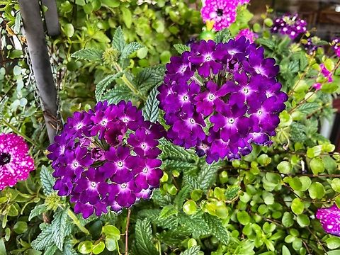 Verbena hybrida  Endothenia hebesana,Geotagged,Germany,Glandularia bipinnatifida,Purple prairie verbena,Summer,Verbena Bud Moth,Verbena bonariensis,Verbena hastata,Verbena x