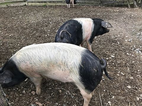 Deutsches Sattelschwein, German Saddelpig, captured in May 2019 in the „Freilichtmuseum Hessenpark“ Neu-Anspach, Germany „The German saddle pig.  This pig breed, which emerged in the former GDR in the 1950s, goes back to a cross between Angler saddle pigs and Schwäbisch Hall saddle pigs.  The animals owe the name saddle pigs to their typical coloring.  A white belt (saddle) runs around the torso behind the head area.  The animals are well equipped for foraging in the open air.  A thick layer of bacon protects the grazing pigs from the cold and wet outdoors, so they can be kept outdoors all year round.  They prefer to dig for acorns and other delicacies all day long in the forest or on the pasture.  Outdoor breeds such as the German saddle pig are therefore among the extremely endangered livestock breeds today.  There are only two breeding farms in Hesse, our open-air museum is one of them.  Our sows give birth to offspring several times a year.“
Freilichtmuseum Hessenpark
https://www.hessenpark.de/en/lexikon/agriculture/animals/das-deutsche-sattelschwein/
 Domestic pig,Geotagged,Germany,Spring,Sus scrofa domesticus