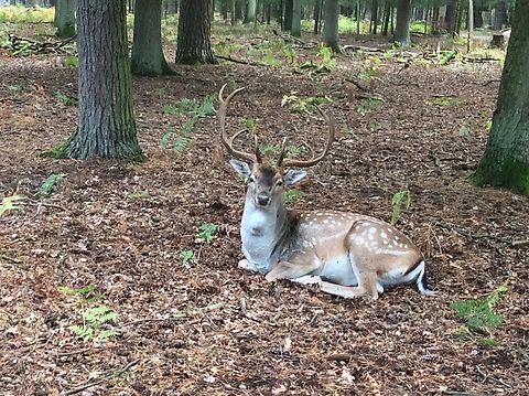 Axis axis, Chital, captured in the Wildpark ‚Alte Fasanerie, Hanau, Germany, September 2015 https://en.wikipedia.org/wiki/Chital Axis axis,Axis deer,Geotagged,Germany,Summer