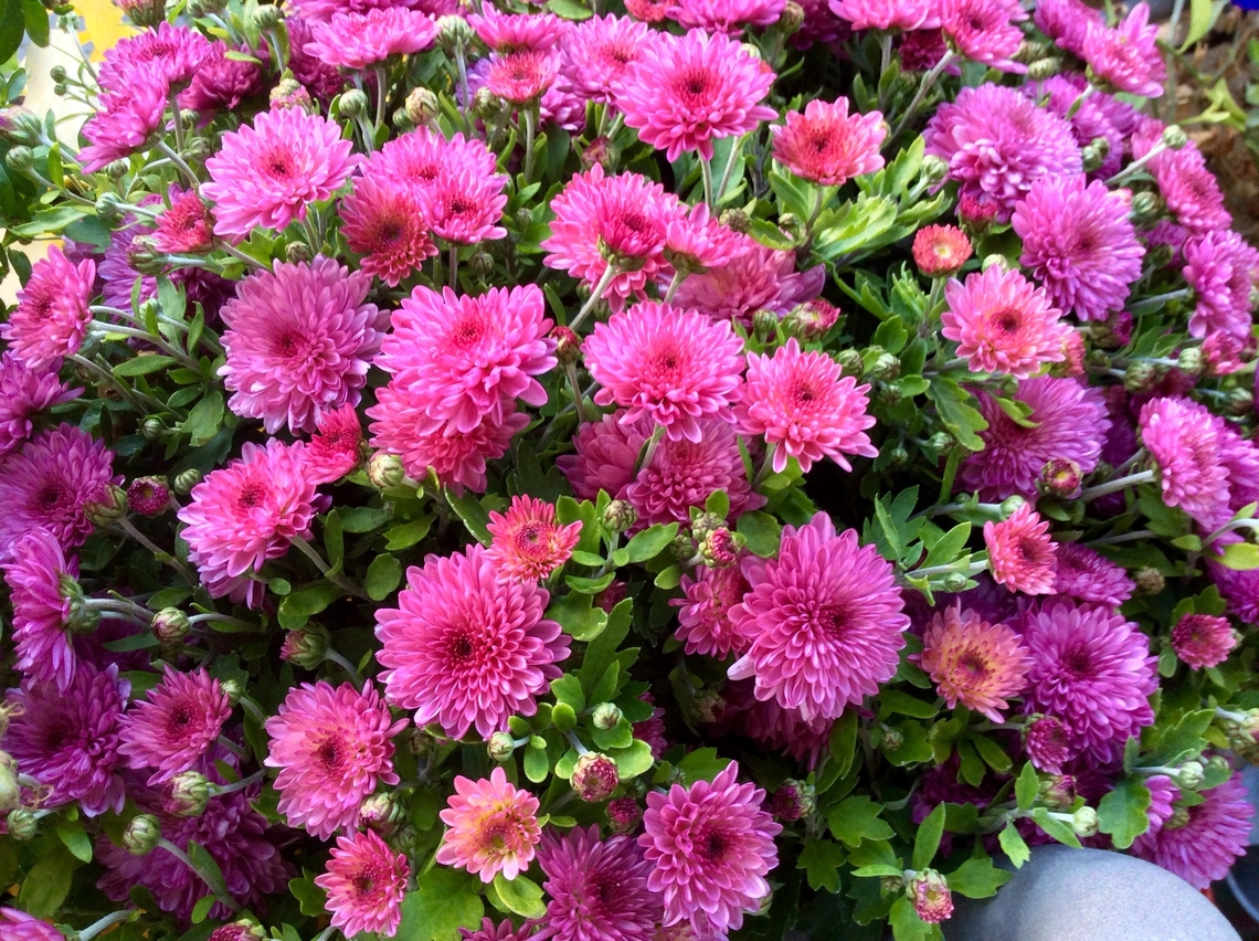 Chrysanthemum indicum The autumn chrysanthemum is a perennial herbaceous plant.  It reaches stature heights of 0.25 to 1.00 meters.<br />
Took the picture October 2016 on my loggia. <br />
Also this one: <figure class="photo"><a href="https://www.jungledragon.com/image/141781/chrysanthemum_indicum_commonly_called_the_indian_chrysantemum.html" title="Chrysanthemum indicum, commonly called the indian Chrysantemum"><img src="https://s3.amazonaws.com/media.jungledragon.com/images/7903/141781_thumb.jpeg?AWSAccessKeyId=05GMT0V3GWVNE7GGM1R2&Expires=1769040010&Signature=nV2Y7oBVeqWA8NGLcLLOKzN%2BDEE%3D" width="200" height="150" alt="Chrysanthemum indicum, commonly called the indian Chrysantemum This one is branded as &bdquo;Golden Orfe&ldquo; and enjoyed me in autumn 2016 on my loggia.<br />
They come in various colors as seen here:<br />
https://www.jungledragon.com/image/141648/chrysanthemum_indicum.html Chrysanthemum indicum,Fall,Garland Chrysanthemum,Geotagged,Germany,Glebionis coronaria" /></a></figure> Chrysanthemum indicum,Fall,Garland Chrysanthemum,Geotagged,Germany,Glebionis coronaria