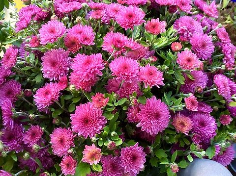 Chrysanthemum indicum The autumn chrysanthemum is a perennial herbaceous plant.  It reaches stature heights of 0.25 to 1.00 meters.
Took the picture October 2016 on my loggia. 
Also this one: https://www.jungledragon.com/image/141781/chrysanthemum_indicum_commonly_called_the_indian_chrysantemum.html Chrysanthemum indicum,Fall,Garland Chrysanthemum,Geotagged,Germany,Glebionis coronaria