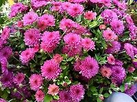 Chrysanthemum indicum The autumn chrysanthemum is a perennial herbaceous plant.  It reaches stature heights of 0.25 to 1.00 meters.<br />
Took the picture October 2016 on my loggia. <br />
Also this one: https://www.jungledragon.com/image/141781/chrysanthemum_indicum_commonly_called_the_indian_chrysantemum.html Chrysanthemum indicum,Fall,Garland Chrysanthemum,Geotagged,Germany,Glebionis coronaria