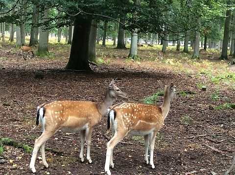 Axis, axis, Chital,  Axis axis,Axis deer,Geotagged,Germany,Ipad_23_2_15,Summer