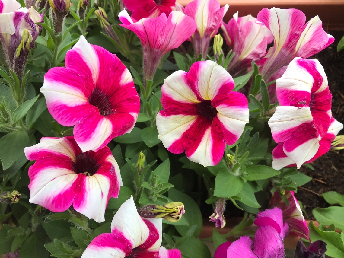 Petunia × atkinsiana, Suprise Burgundy Star A colorful two-toned example of the garden petunia. Geotagged,Germany,Petunia × atkinsiana,Summer