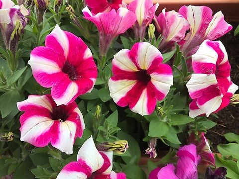 Petunia × atkinsiana, Suprise Burgundy Star A colorful two-toned example of the garden petunia. Geotagged,Germany,Petunia × atkinsiana,Summer
