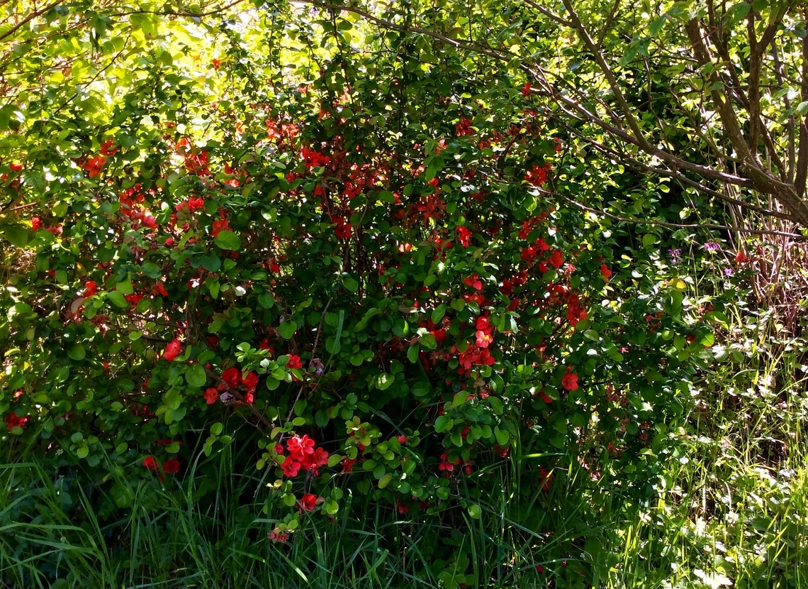 RIBES SANGUINEUM 'PULBOROUGH SCARLET' Took the picture 2006 In the beautiful Wilhelmsbad State Park which  is a former spa complex with a park in Hanau.<br />
Wilhelmsbad is characterized by the historic building ensemble of the former spa complex, which is surrounded by a spacious landscaped park with lots of old trees and plants. Geotagged,Germany,Red-flowering currant,Ribes sanguineum,Spring