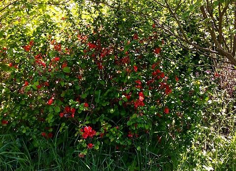 RIBES SANGUINEUM 'PULBOROUGH SCARLET' Took the picture 2006 In the beautiful Wilhelmsbad State Park which  is a former spa complex with a park in Hanau.
Wilhelmsbad is characterized by the historic building ensemble of the former spa complex, which is surrounded by a spacious landscaped park with lots of old trees and plants. Geotagged,Germany,Red-flowering currant,Ribes sanguineum,Spring