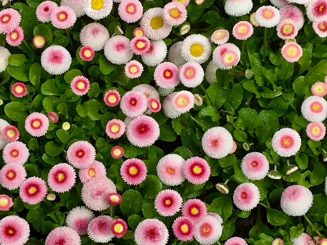 Bellis perennis, the daisy Captured during  one of my frequent walks through the beautiful Kurpark Bad Homburg. Bellis perennis,Common daisy,Geotagged,Germany,Spring